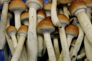 The Promise and Caution of Psychedelic Mushroom Edibles: What You Need to Know-2