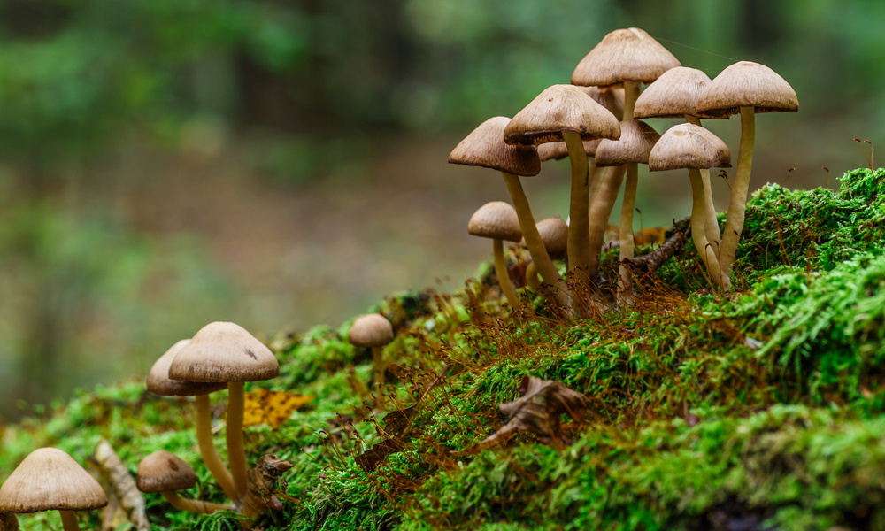 The Promise and Caution of Psychedelic Mushroom Edibles: What You Need to Know